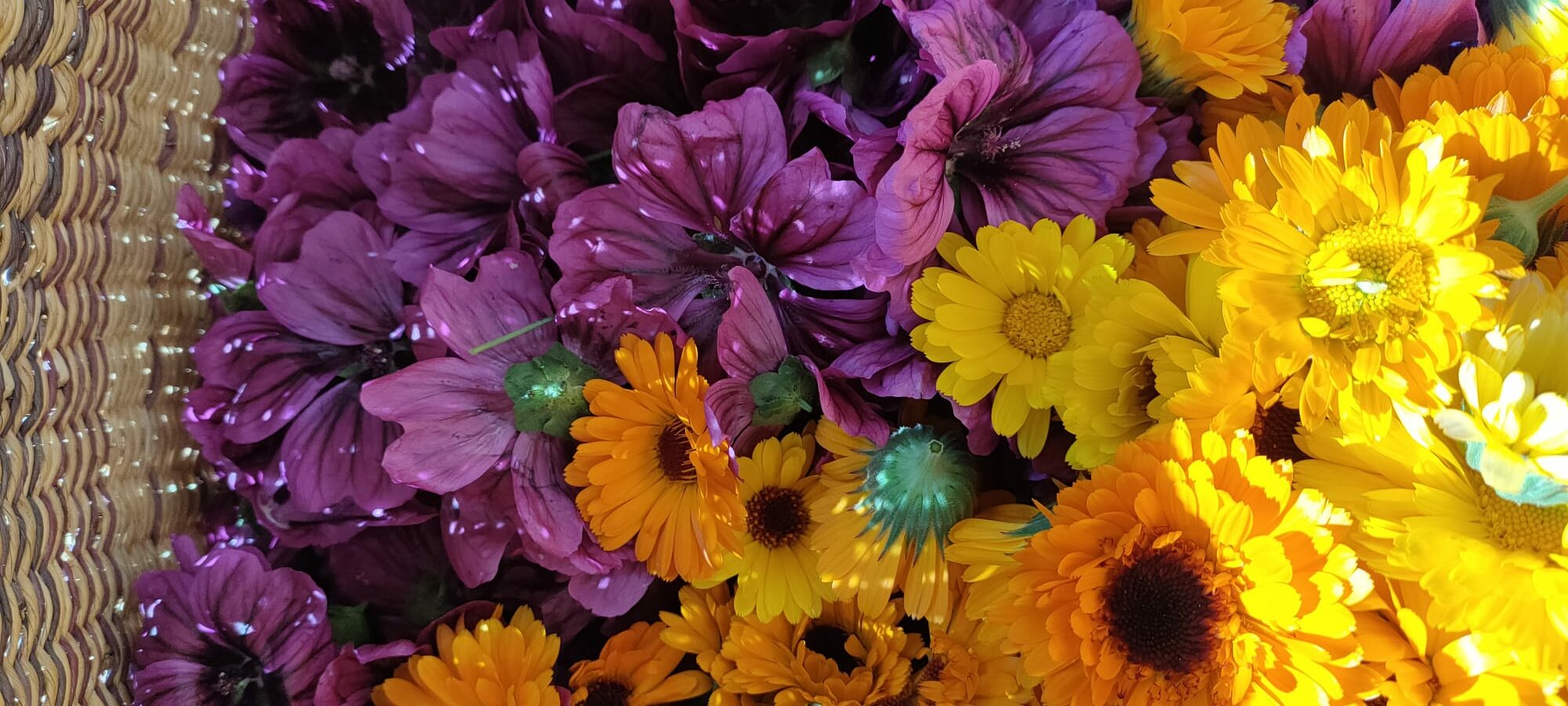 cueillette de fleurs